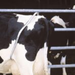 CG Heavy-Duty Adjustable Cow Anti-Kick Bar – Secure Livestock Restraint for Safe Milking and Veterinary Care | Durable and Rust Resistant - Image 5